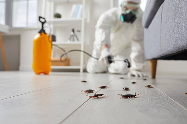 Post-Treatment Bed Bug Interceptor Monitoring in Welcome